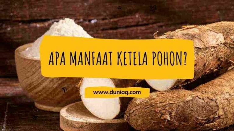 Apa Manfaat Ketela Pohon Berikut Penjelasan Lengkapnya