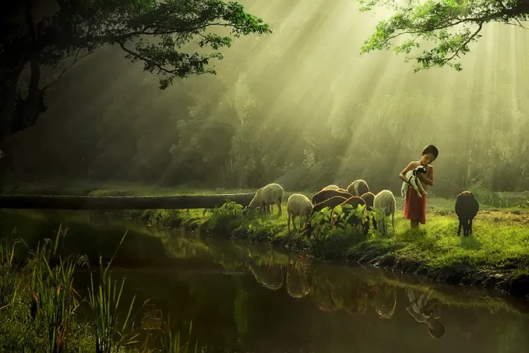 Gambar Kambing