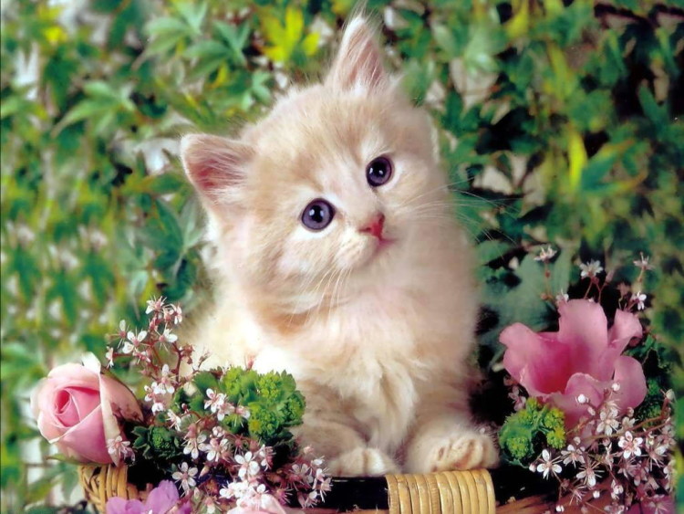 Foto Aktifitas Kucing Anggora Gambar Aktifitas Kucing Anggora