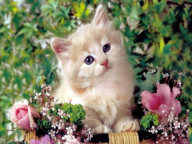 Gambar Aktifitas Kucing Anggora