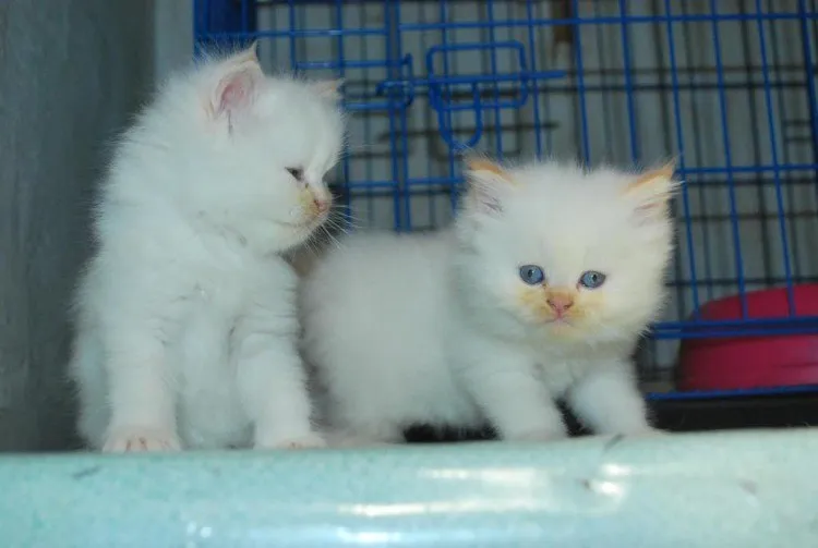 Gambar Aktivitas Kucing Persia