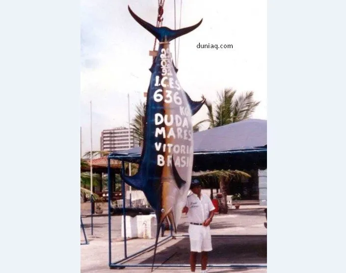 marlin marlin biru