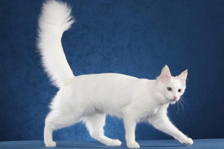 Foto Badan Kucing Anggora