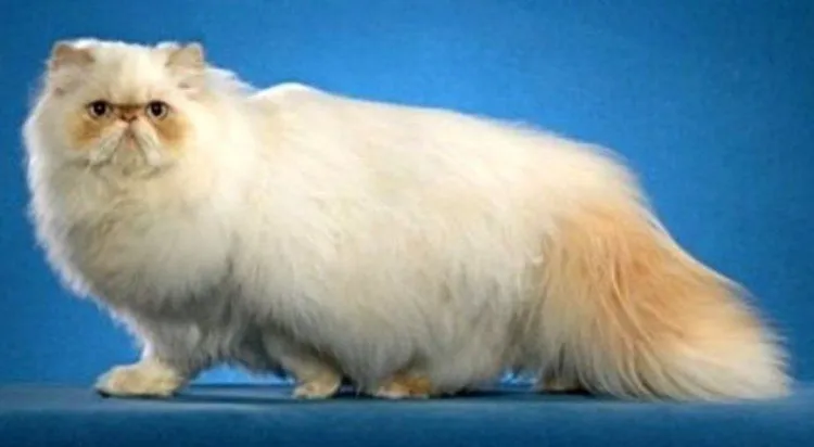 Foto Badan Kucing Persia