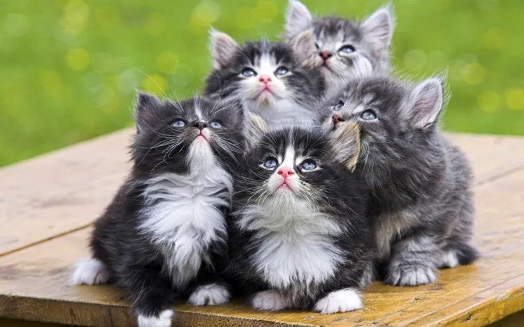 Gambar Bentuk Tubuh Kucing Anggora