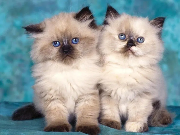 Gambar Bentuk Tubuh Kucing Persia