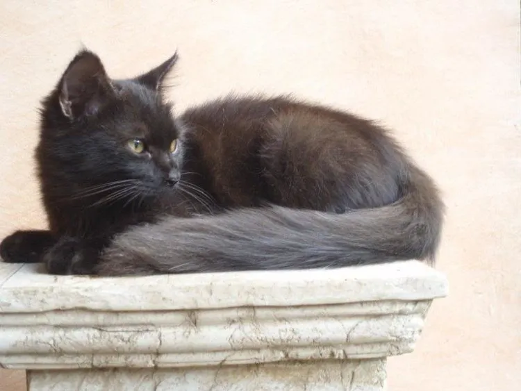 Foto Bulu Kucing Anggora