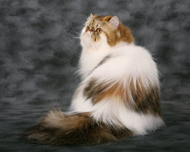 Foto Bulu Kucing Persia