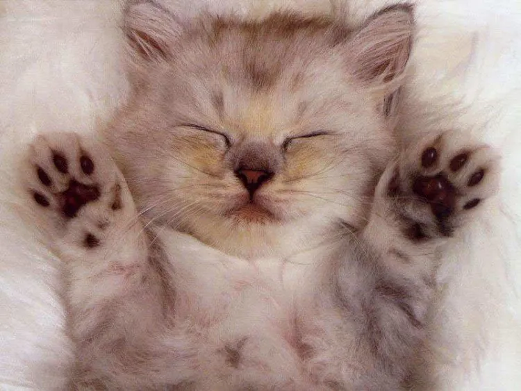 Foto Cakar Kucing Persia
