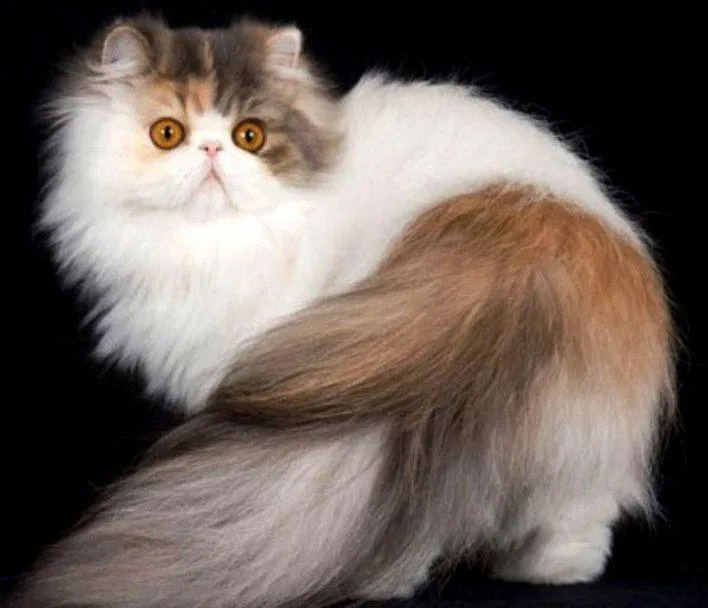 Foto Ekor Kucing Persia