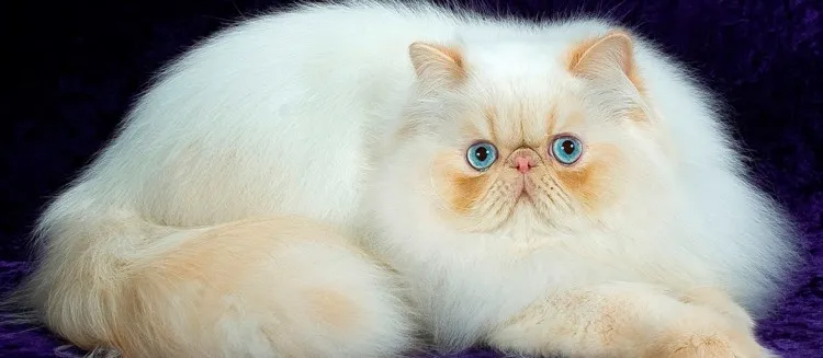 Gambar Hidung Kucing Persia