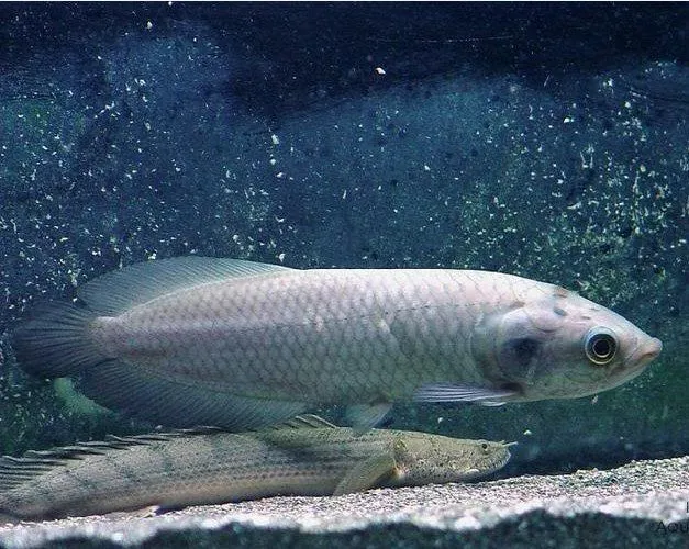 Foto Ikan Arwana Afrika Gambar Jenis Ikan Arwana Afrika