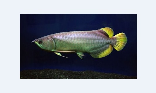Gamabr Ikan Arwana Banjar