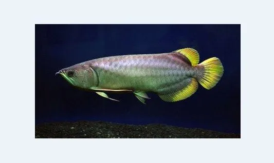 Foto Ikan Arwana Banjar Gamabr Ikan Arwana Banjar