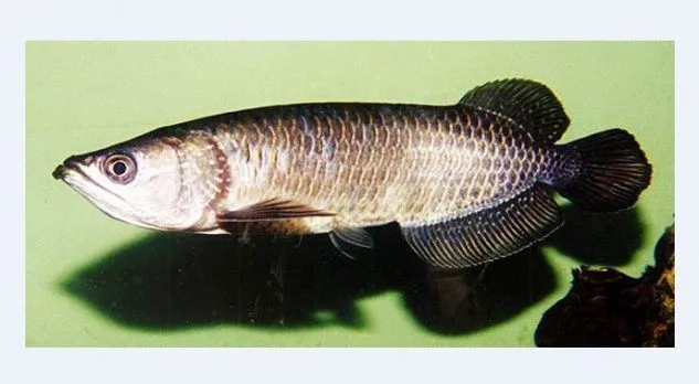 Foto Ikan Arwana Irian Gambar Ikan Arwana Irian