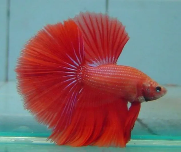 Gambar Ikan Cupang Halfmoon