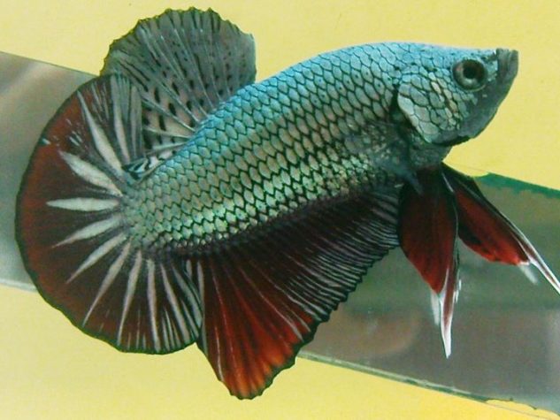 Gambar Ikan Cupang Plakat