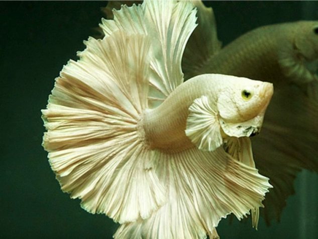 Gambar Ikan Cupang