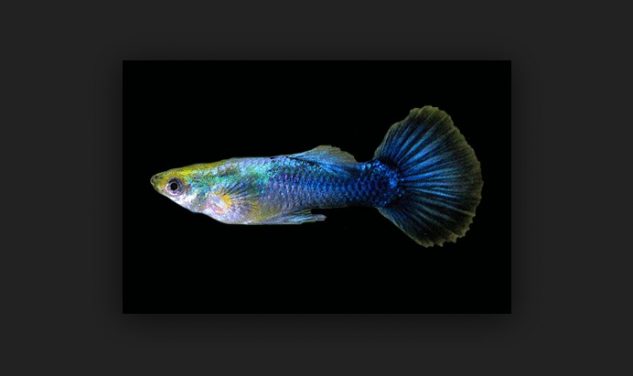 Gambar Ikan Guppy Metalik