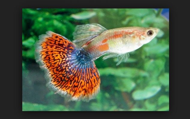 Gambar Ikan Guppy Mozaik