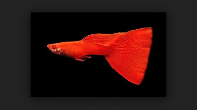 Ikan Guppy Super Red Singapore