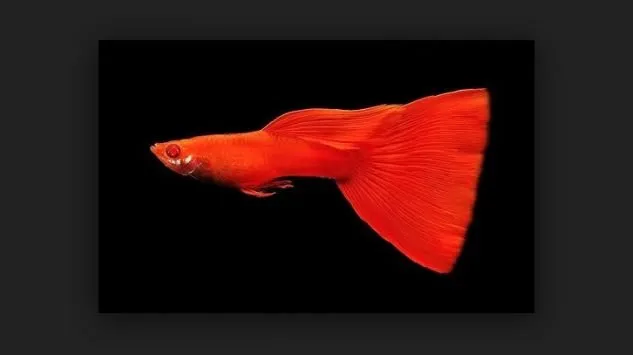 Ikan Guppy Super Red Singapore