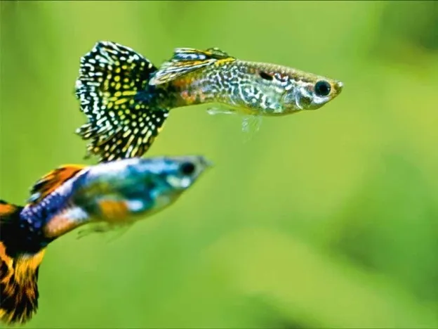 Gambar Ikan Guppy