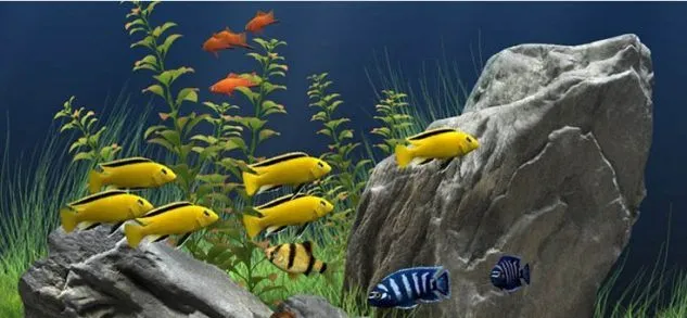 Foto Ikan Hias