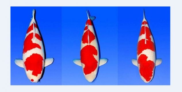 Foto Koi Kohaku Gambar Ikan Koi Kohaku