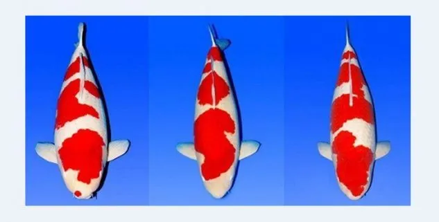 Gambar Ikan Koi Kohaku