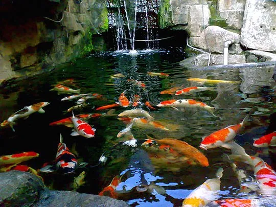 Gambar Ikan Koi