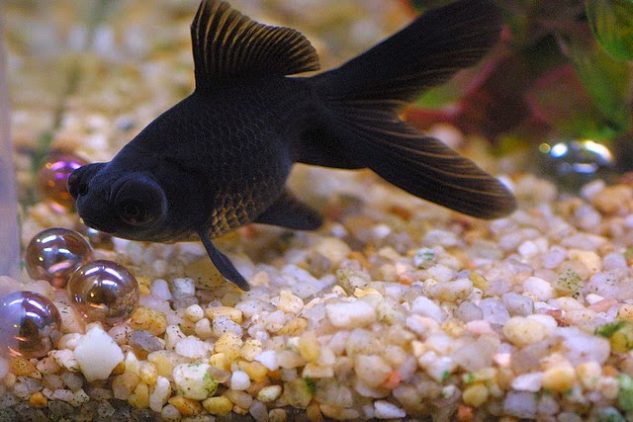 Gambar Ikan Mas Koki Black Moor