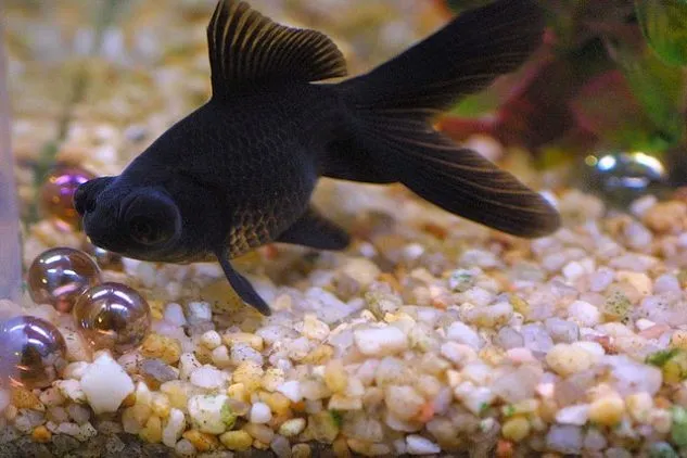 Gambar Ikan Mas Koki Black Moor