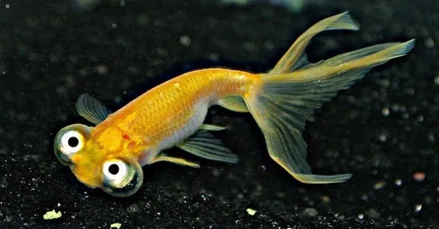 Gambar Ikan Mas Koki Choten Gan