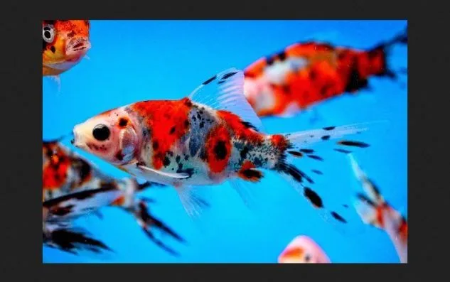 Gambar Ikan Mas Shubunkin