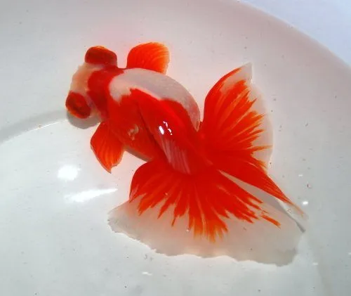 Gambar Ikan Mas Koki Tosakin