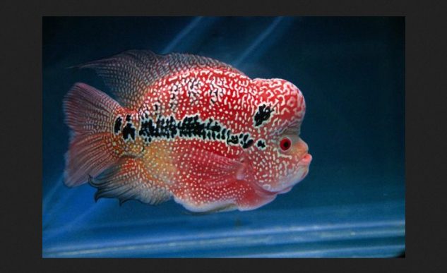 Gambar Jenis Ikan Louhan Cencu