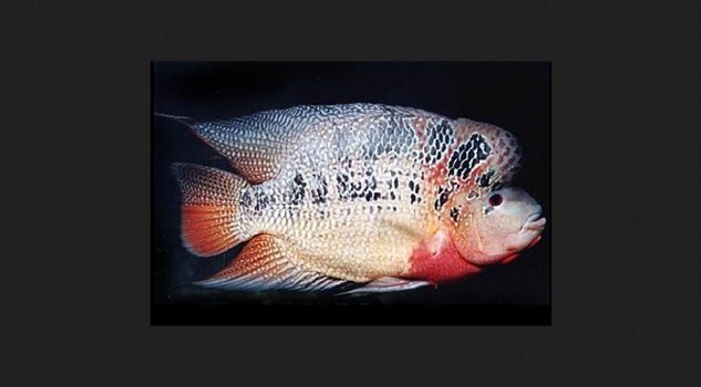 Gambar Jenis Ikan Louhan Strom