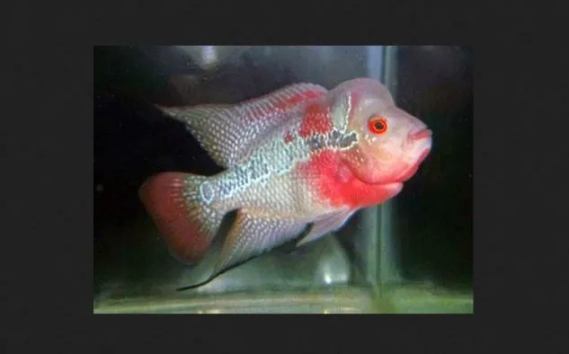 Foto Ikan Louhan Super Red Texas Gambar Louhan Super Red Texas