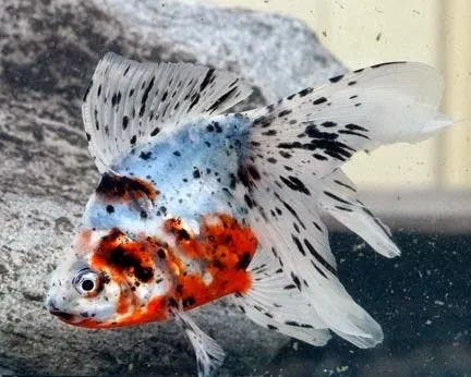 Gambar Ikan Mas Koki Calico