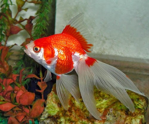 Gambar Ikan Mas Koki Fantail