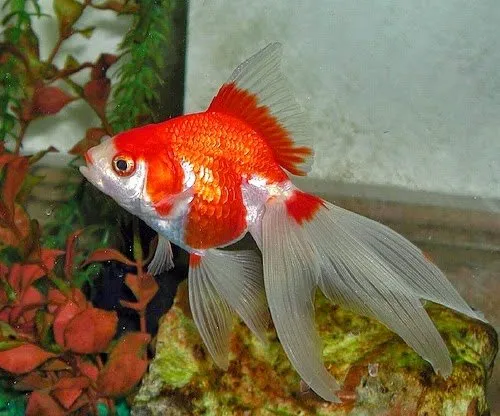 Gambar Ikan Mas Koki Fantail