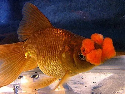 Gambar Ikan Mas Koki Hanafusa