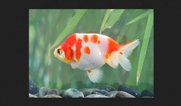 Gambar Ikan Mas Koki Sakura