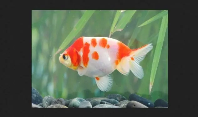 Gambar Ikan Mas Koki Sakura