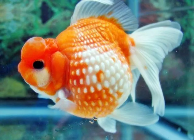 Gambar Ikan Mas Koki Sisik Mutiara