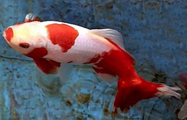 Gambar Ikan Mas Koki Wakin