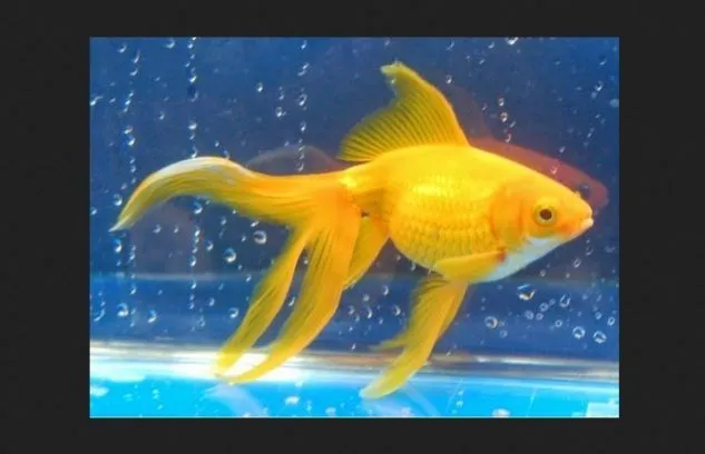 Gambar Ikan Mas Koki Watonai