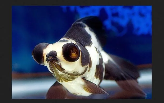 Gambar Ikan Mas Koki