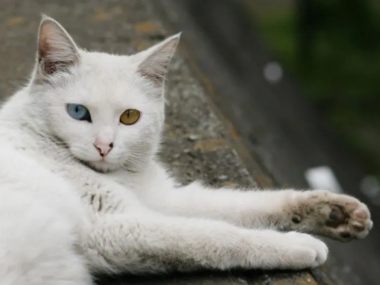 Foto Kaki Kucing Anggora